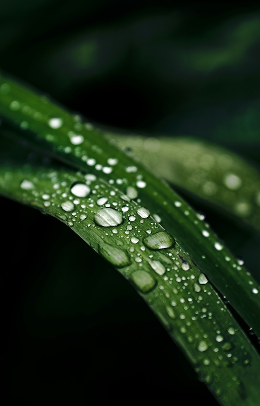 Naturalny liść z kroplami wody reprezentujący czystość i naturę